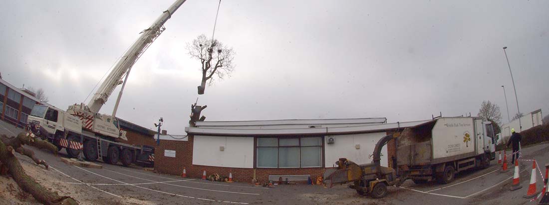 Tree Removal in Essex
